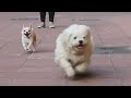 DOGS First Playing Day After UNLOCK Ss Vlogs