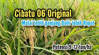 Download lagu Padi Cibatu 06 original.. mp3