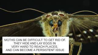 HOW TO GET RID OF MOTHS & MOTH PREVENTION UK  ~ CATCH-IT LTD PEST CONTROL LONDON