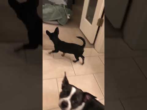 Meeko!