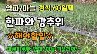 양파/마늘 정식60일째 추위와 강추위 냉해와 동해 예방을 위해 해야할일 파릇파릇한 양파마늘 키우려면