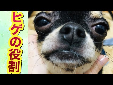 犬の口ひげは何のためにあるのですか?