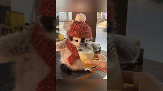 Look At His Little Footprints In The Snow 🥺#cute #adorable #pet #penguin #babyanimals #cuteanimal