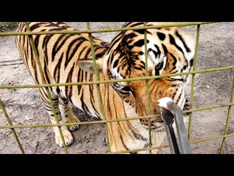 download lagu mp3 mp4 Do Cats Like Fish, download lagu Do Cats Like Fish gratis, unduh video klip Do Cats Like Fish