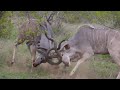Kudu fight Simbavati River Lodge