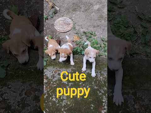 @krishik6549#cute puppy#viralyoutubvideo#cutefunnyvideo#voiceforvoiceless
