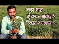 লংকা মরিচ গাছের পাতা কোঁকড়ানো রোগ ও ত
