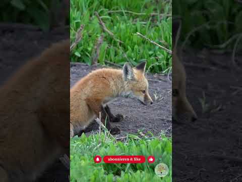 Der Fuchs im Winter: 3 spannende Fakten & Praxistipps für deinen Naturgarten