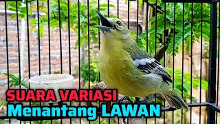 Download lagu SIRTU GACOR SUARA VARIASI MENANTANG LAWAN - COCOK UNTUK PANCINGAN SIRTU AGAR BUNYI mp3