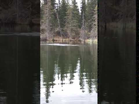 Unhappy beaver on Trout Lake 