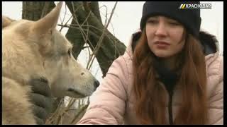 Сергей Зульматов, председатель краевого клуба охотничьего собаководства