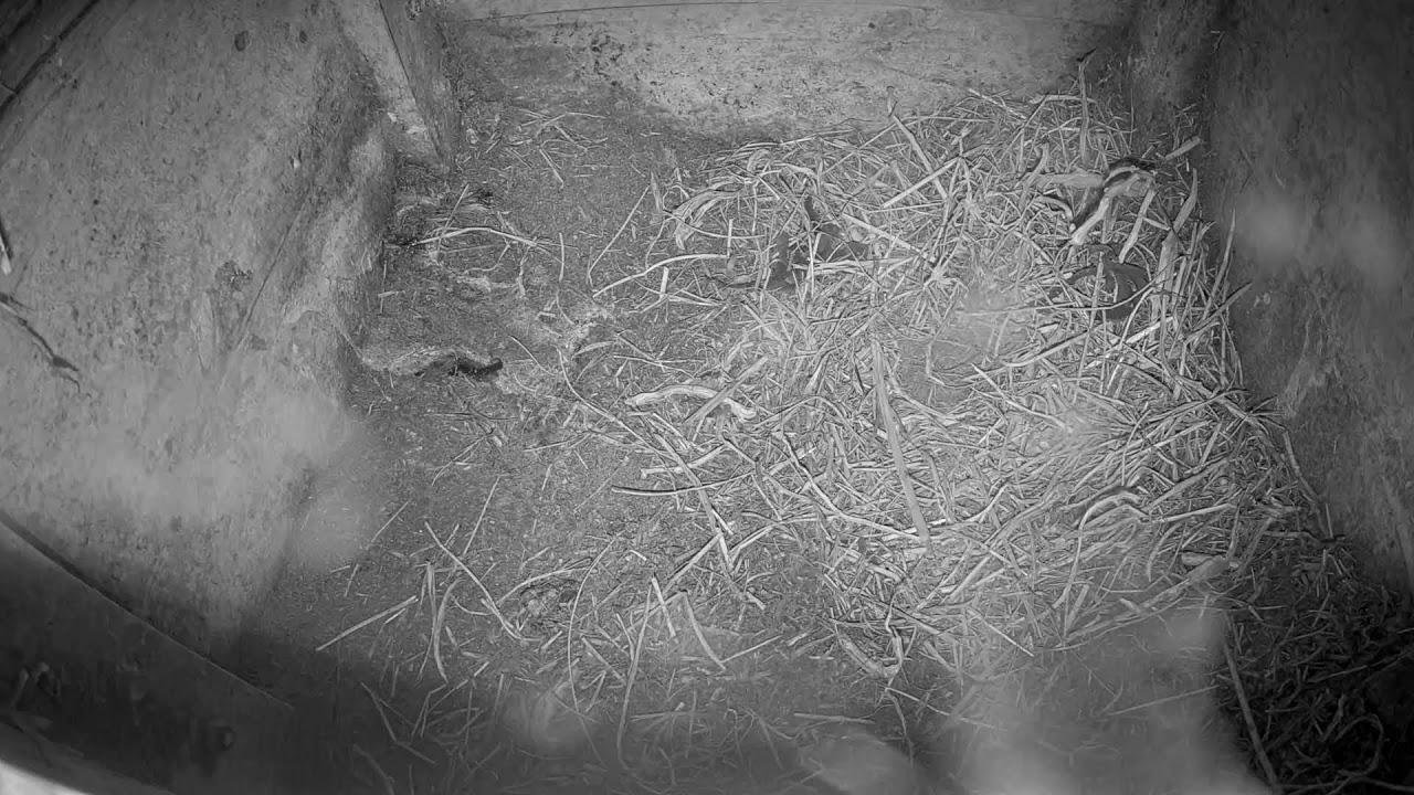 Live webcam view of Madriguera de Pingüinos en Vivo