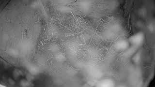 Burrow Cam live webcam