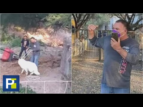 "Murderer": They shout at a man accused of killing some 42 dogs in Mexico.