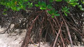 preview picture of video 'Buntod Beach Buntod Sandbar & Mangrove plantation, Masbate, Philippines...'