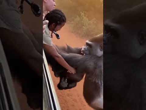 Mother Gorilla SACRIFICES Herself for Baby 😱 #shorts #viral