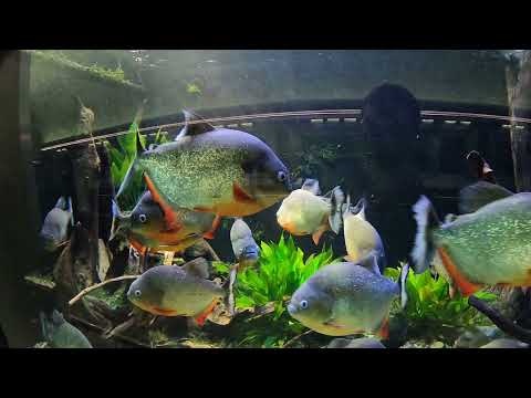 Belle Isle Aquarium and Conservatory- Walk-through- Dec. 2021