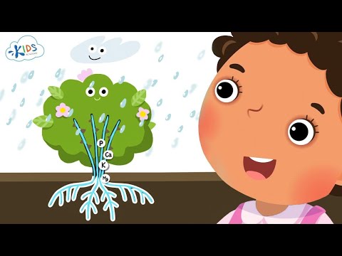 Plant Structures | Science | 1st Grade | Kids Academy