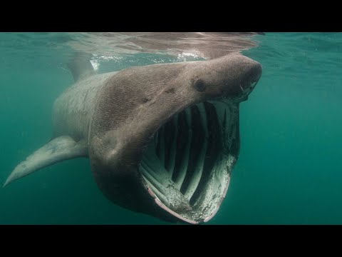 Basking Shark - The Gigantic Shark in the Ocean / Documentary