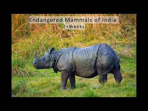 Endangered Mammals of India