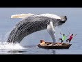 Blue Whale Fish Attack Ship | Fun Made Whale Shark Attack Movie #whale
