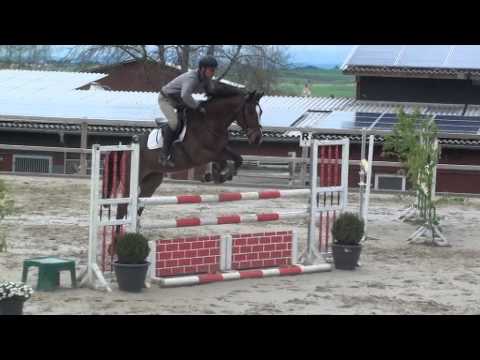 Verano von Worrenberg - Q Verdi x Carpaccio, Holst, geb. 2010