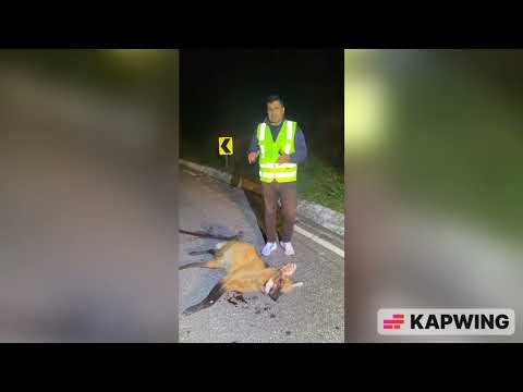 Lobo guará morre atropelado na RJ 116, em Duas Barras
