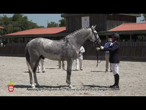 210717 11 Nove SC - Aprovação de Garanhões