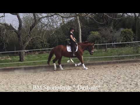 2021 bm Sportpferde Stute von Domini April