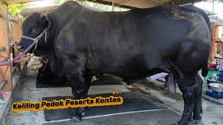 Download lagu Sapi Hitam Besar, Calon Induk Super,.Pedet Super Kumpul di Blitar‼️ mp3 Download lagu Sapi Hitam Besar, Calon Induk Super,.Pedet Super Kumpul di Blitar‼️ mp3