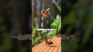 ミツバチの暮らし🍯‼️ #animals #動物のいる暮らし #癒し #ペット #かわいい #cats #ペット #かわいい #dogs #ペット #かわいい #family #pets #vlog