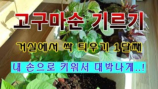 [텃밭농부 1,768]  거실에서 씨고구마 싹 틔우기 한달째 모습. #고구마재배 #씨고구마 #씨고구마싹틔우기