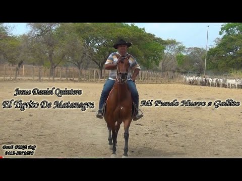 Mi Fundo Huevo e Gallito - Jesús Daniel Quintero El Tigrito De Matanegra