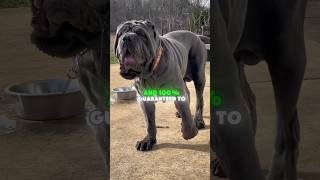 Download lagu The most wrinkliest dog breed, Meet the NEAPOLITAN MASTIFF #neapolitanmastiff mp3