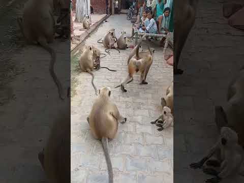 Bandar video monkey Tik Tok video#monkey #funnyvideo #tiktok