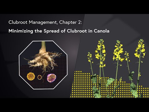 Clubroot Management: Chapter 2 - Minimizing the Spread of Clubroot in Canola