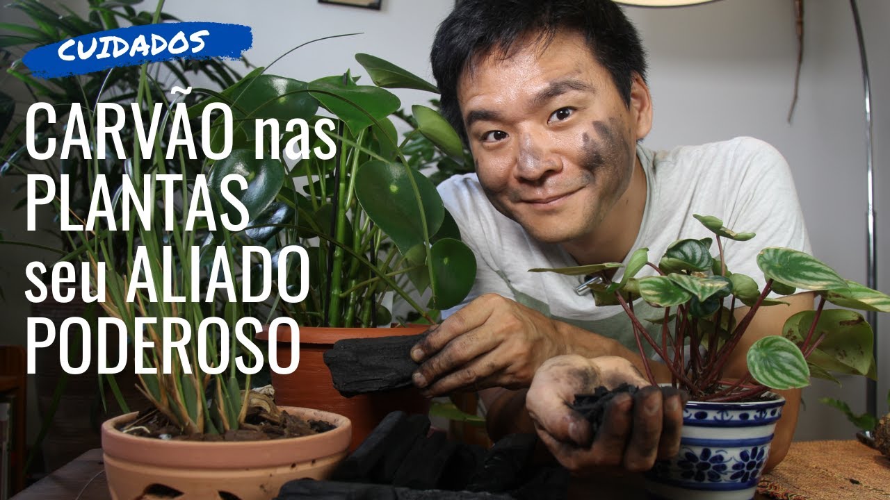 CARVÃO para suas plantas! Seu grande aliado!