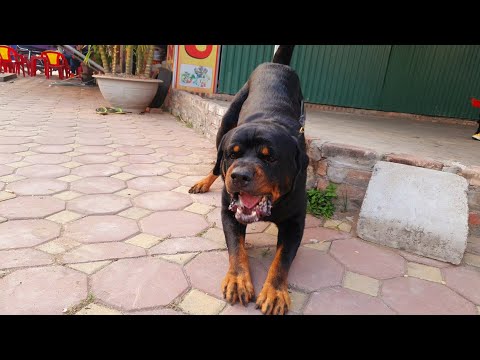 Tiếng chó sủa đòi|Khi chó Rottweiler hung dữ|Barking dog
