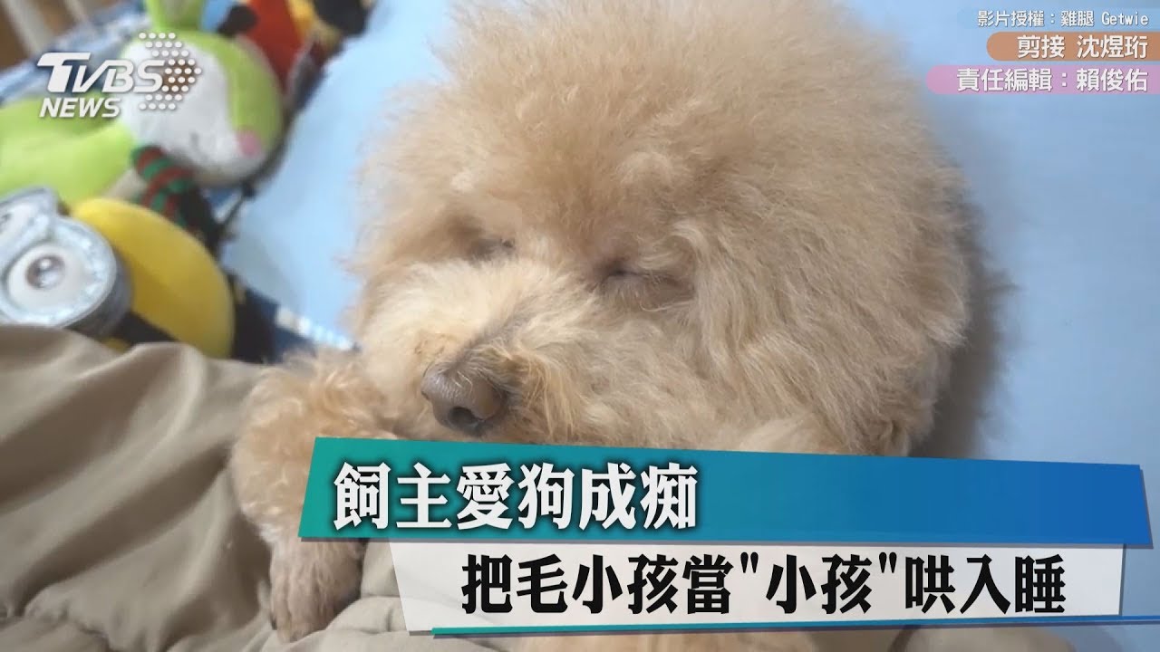 飼主愛狗成痴 把毛小孩當「小孩」哄入睡