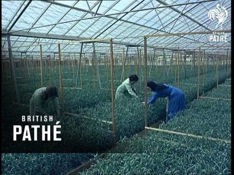 Out Takes / Cuts From Cp 597 - Do It Yourself Railway, Swimming Tiger And Carnation Farm (1966)