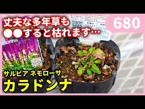 園芸 シダレヤナギ マルソー
