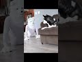 Husky Pranked By Wolf Mask Shorts