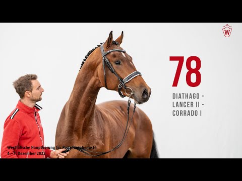 Westfälische Hauptkörung 2022 Reitpferde: Kat.Nr. 78  Diathago  -  Lancer II  -  Corrado I
