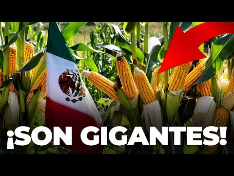 🚨 MÉXICO Tiene el RÉCORD MUNDIAL en Producción de MAÍZ! 🌽
