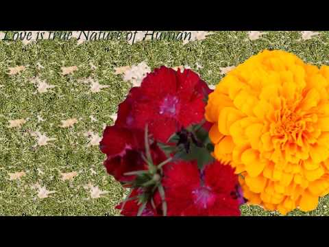 Sivananda Yoga Open class