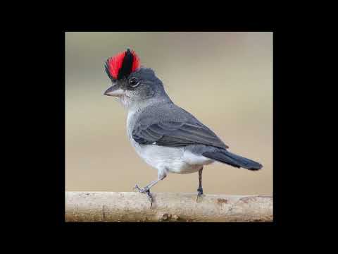 Pinka sivá (Coryphospingus pileatus) — video o speve a chove