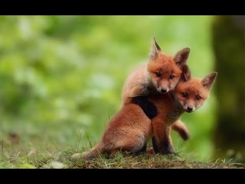 Funny Adorable Foxes – Ultimate 1 Hour Compilation – Cute Babies