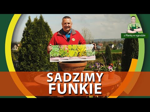 Jak sadzić funkie /hosty/ - Z PLANTĄ W OGRODZIE