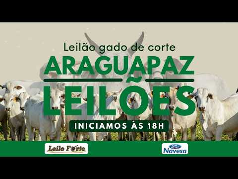 03/09/2026 | Araguapaz Leilões - Leilão ao Vivo - Leilão de Gado