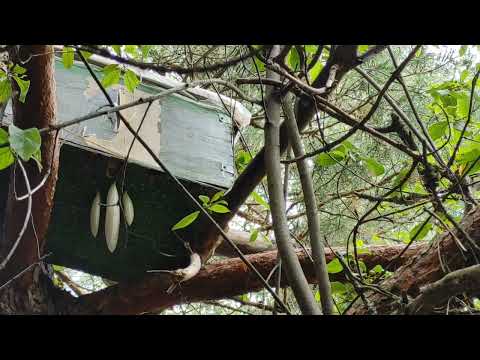 Роеловство. Подводные камни. И такое бывает! Ловля бродячих роев в лесу. #Роеловство